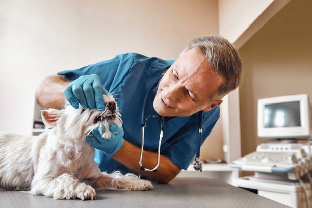Best Emergency Dental Care for Abscessed Tooth in Oakwood Hls, IL